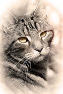 portrait clipart of cute domestic cat