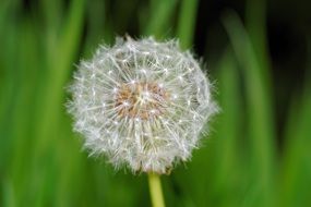 dandelion in summer