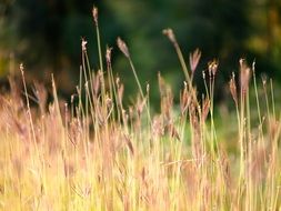 growing grass in a field