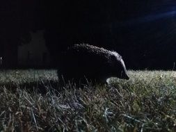 hedgehog nocturnal animal
