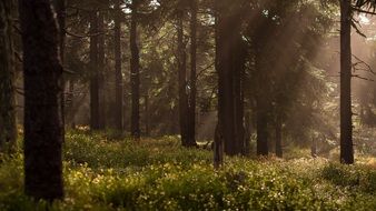 sun rays in the dense forest