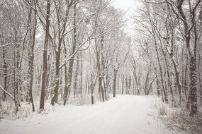 winter serene forest