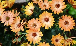 blooming orange flowers in the flowerbed