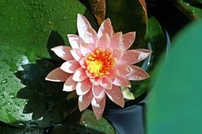 gently pink lotus flower in the pond