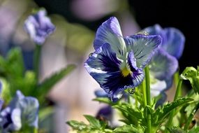 violet pansy