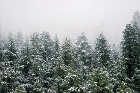 freezing winter trees forest evergreen