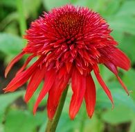 bright red blooming echinacea