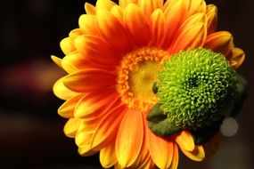 orange and green gerbera buds