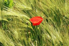 picture of the poppy is in a cornfield