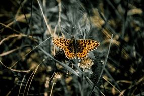 butterfly in a gloomy landscape