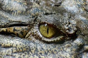 green eye of australian crocodile