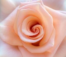 pale lush rose close-up