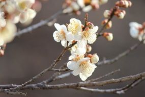 white flowers on a plum tree