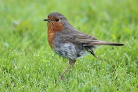 delightful robin bird