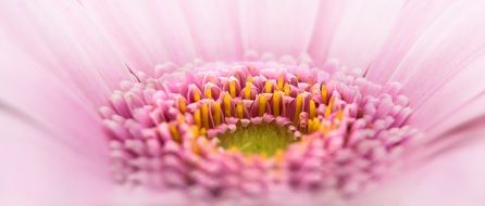 pink gerbera heart closeup