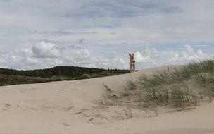 landscape of Dog on the beautiful dune in Netherlands