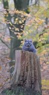 cat and autumn leaves on tree