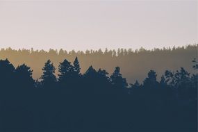 line of spruce forest, silhouette