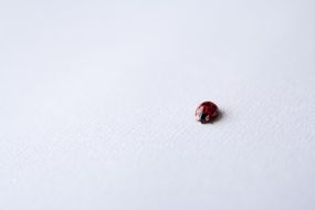 ladybug on white paper
