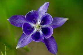 purple blossom macro view