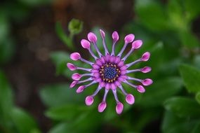 osteospermum or African daisy