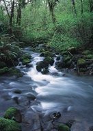 stream in wild forest