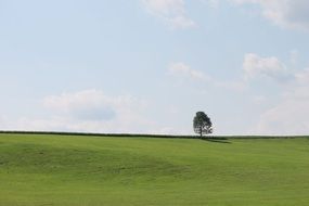 tree in a field