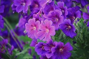 purple geranium flowerbed