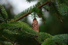 gentle pine cones on tree branch