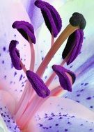 purple lily stamens close up