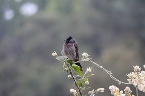 wondrous bird branch