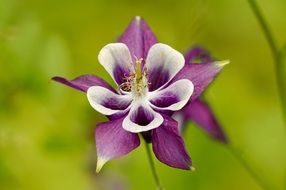 white and purple flower close up
