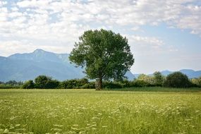 big tree on a green meadow