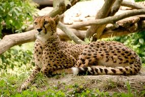 leopard in Africa