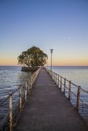 tree on the pier