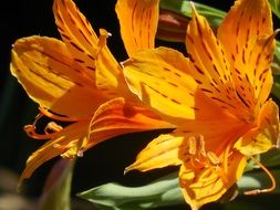 striped orange lily flowers