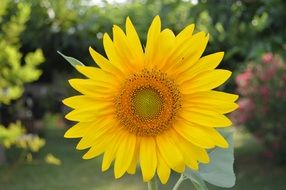 bright sunflower macro photo