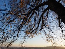 panorama view of colorful autumn tree