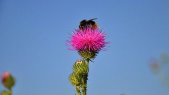 bee on pink thistle flower