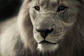 muzzle of a lion close up