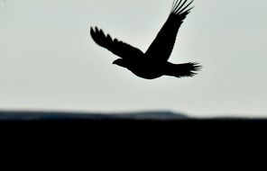 sage grouse flying