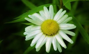 blossom chamomile