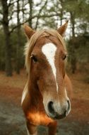 wild pony portrait