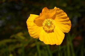 yellow poppy blossom macro photo