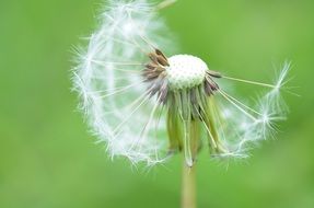 dandelion flower close-up on blurred background