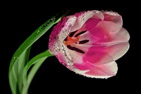 amazing pink white tulip blossom bloom macro spring