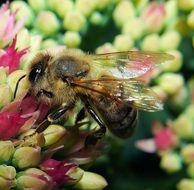 bee on a blossom