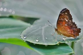 butterfly on a green leaf in dew