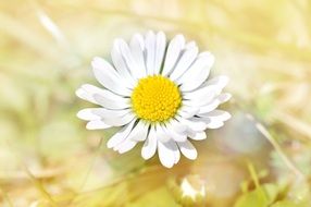 yellow-white daisy flower blossom