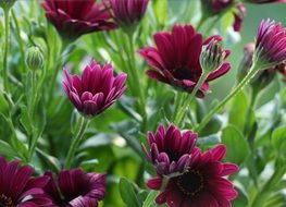 dark purple flowers with buds close-up